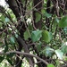 Alchornea ilicifolia - Photo (c) Greg Tasney, algunos derechos reservados (CC BY-SA), uploaded by Greg Tasney