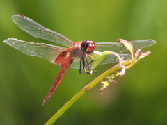 Tramea abdominalis