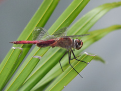 Tramea abdominalis