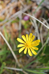Microseris borealis