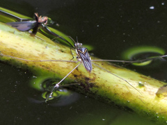 Limnogonus