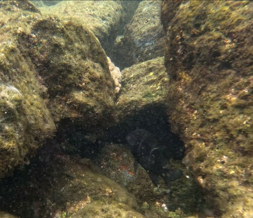 Plectroglyphidodon sindonis observed 2024-06-12