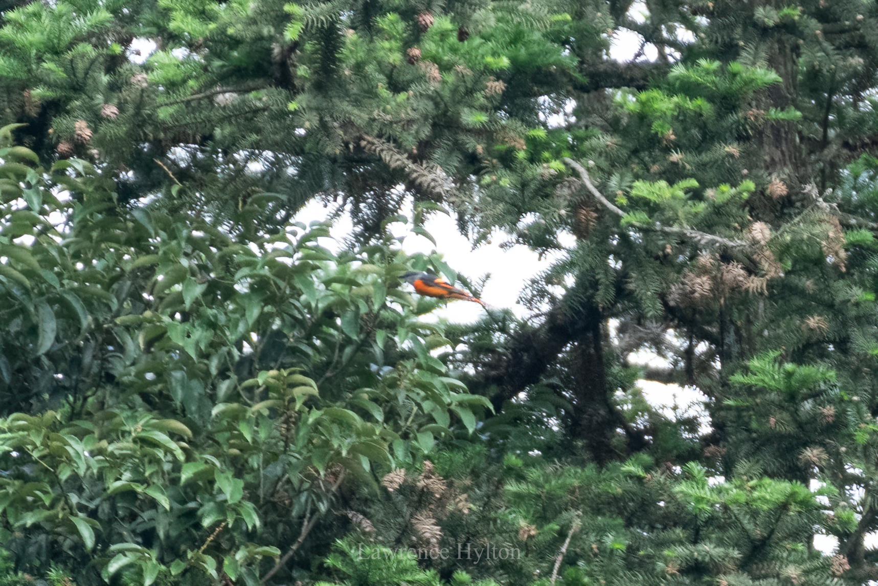Grey-chinned Minivet