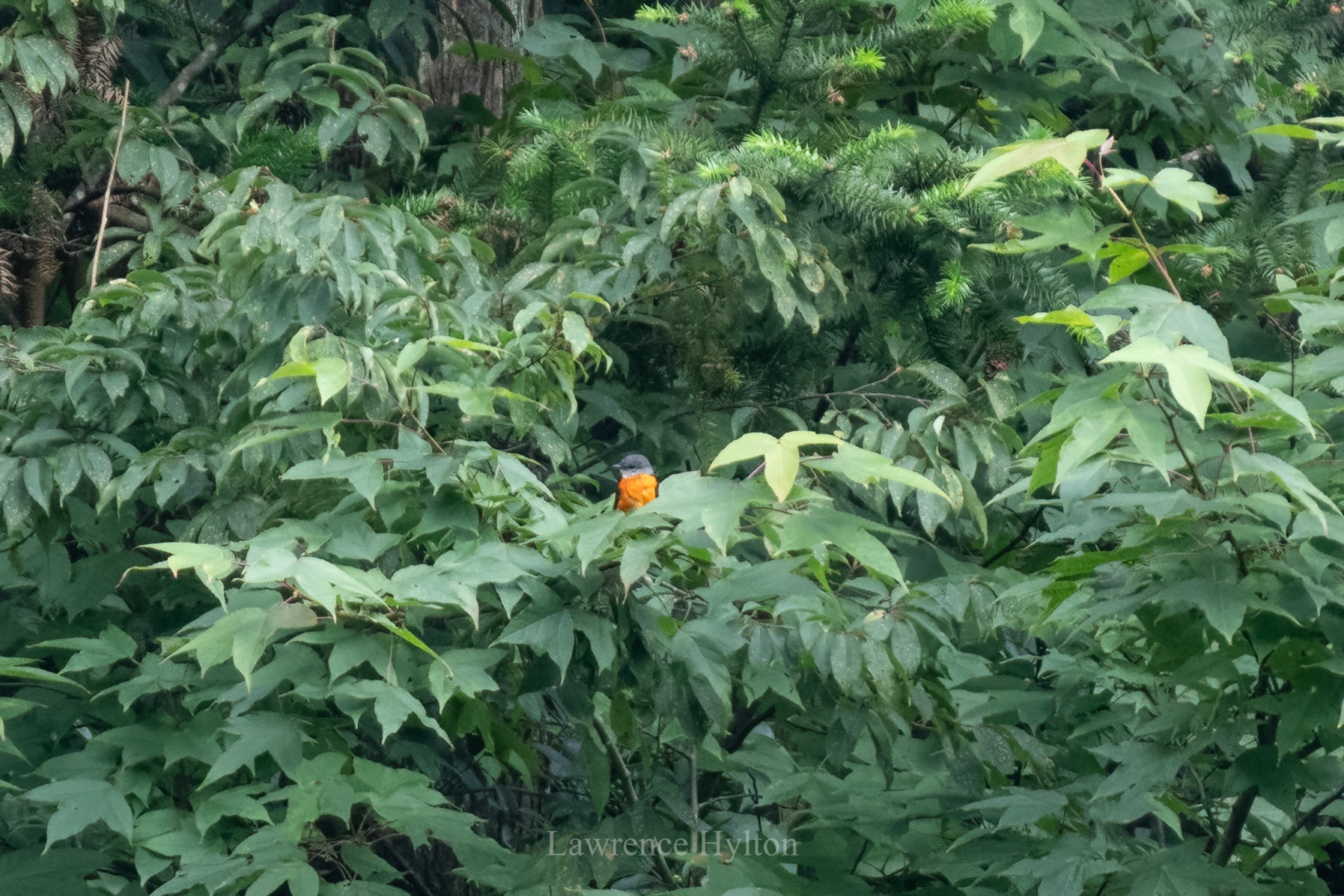 Grey-chinned Minivet