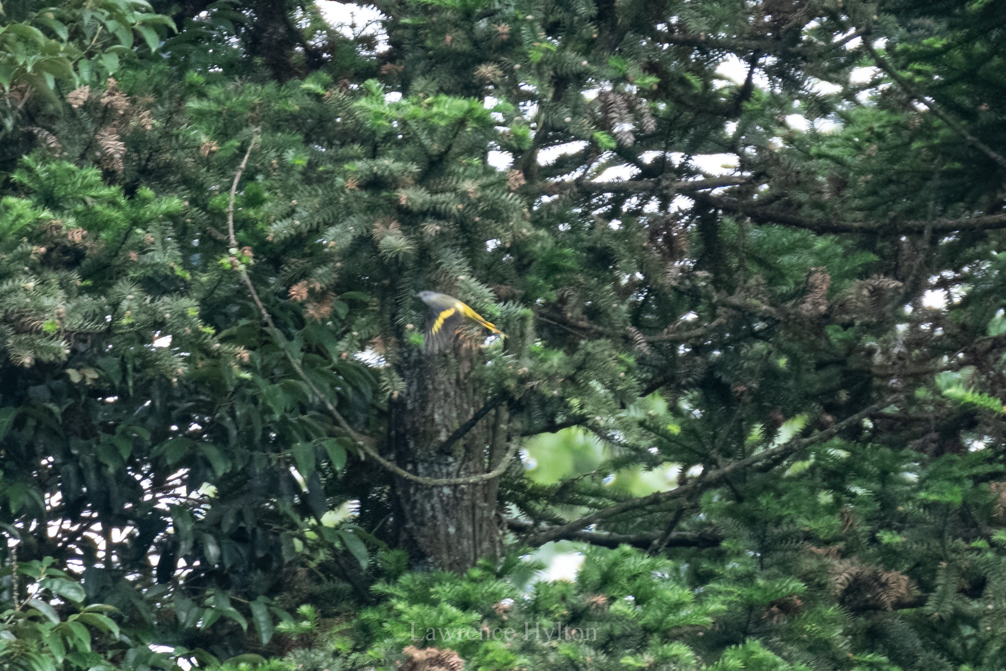 Grey-chinned Minivet