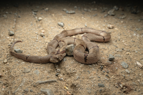 Chinese Kukri Snake
