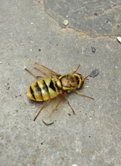 Odontomyia cincta