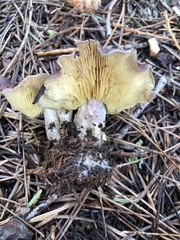 Calocybe onychina