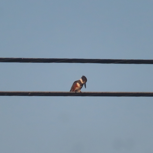 Belted Kingfisher photographed in Maine