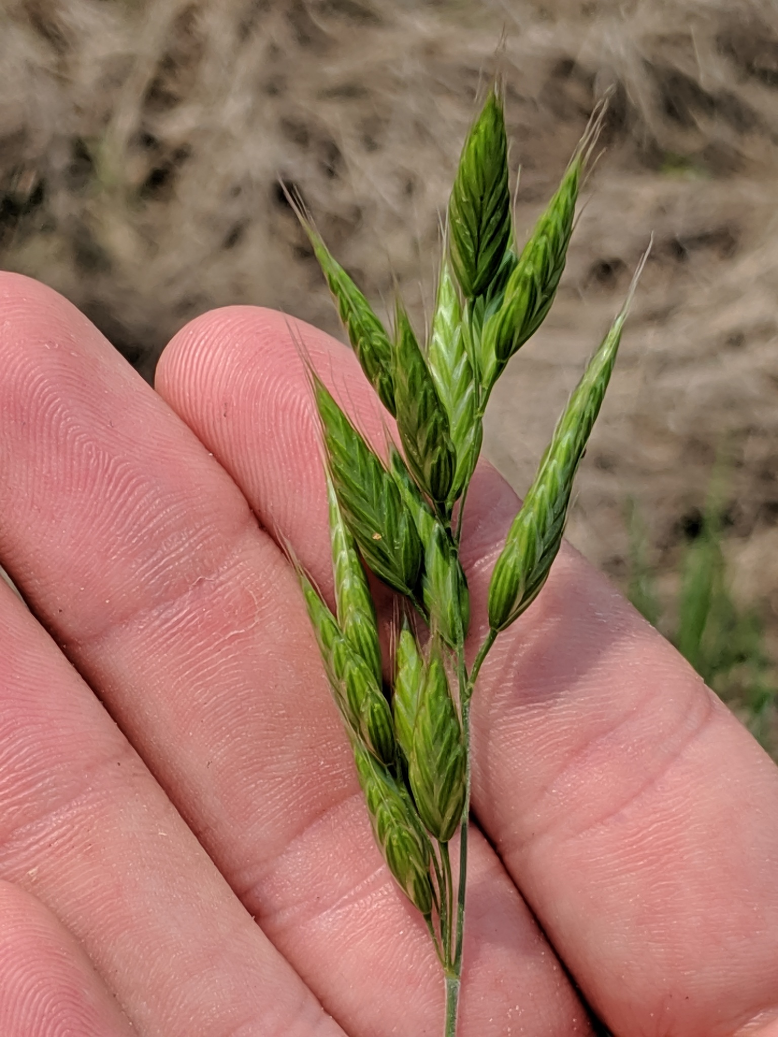 Bald Brome Bromus Racemosus Inaturalist