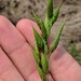 Bald Brome - Photo (c) Nate Martineau, some rights reserved (CC BY-NC), uploaded by Nate Martineau