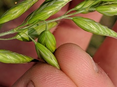Bromus racemosus