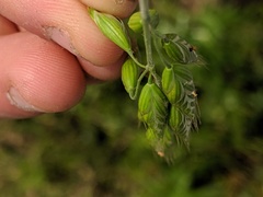 Bromus racemosus