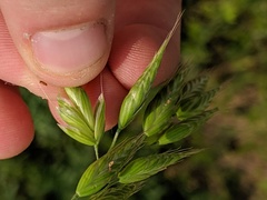 Bromus racemosus