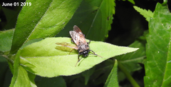 Cimbicidae