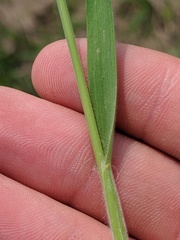 Bromus racemosus