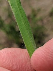 Bromus racemosus