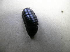 Silphidae