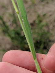 Bromus racemosus