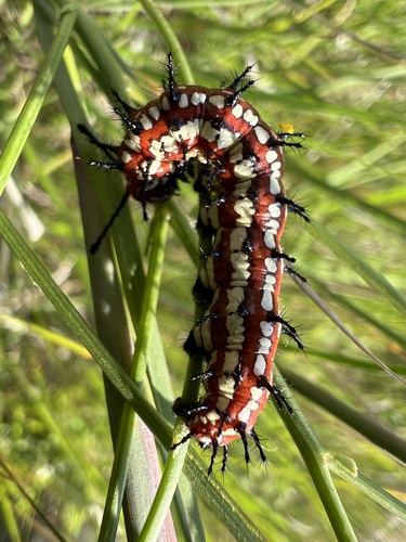 Variegated Fritillary