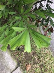 Caryota mitis