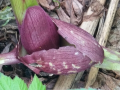 Angelica ursina