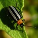 Western Striped Cucumber Beetle - Photo (c) dlbowls, some rights reserved (CC BY-NC), uploaded by dlbowls