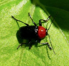 Cryptocephalus sanguinicollis