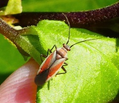 Lopidea marginata