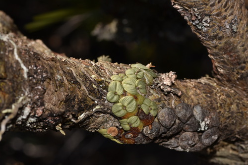 Cipo Constantia