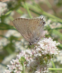 Satyrium tetra