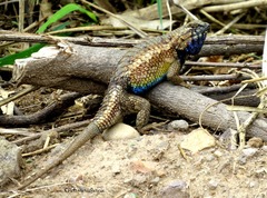 Sceloporus horridus