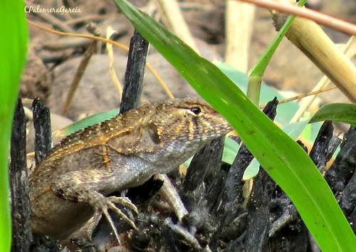 Cope's Largescale Spiny Lizard