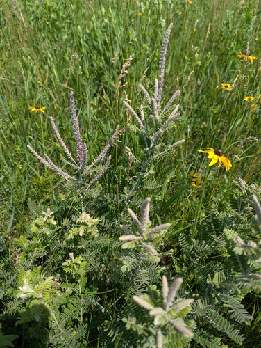 leadplant