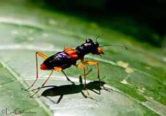 Therates fasciatus