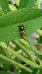 Chloromyia formosa