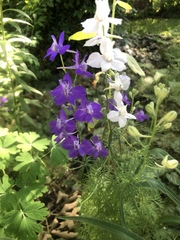 Delphinium ajacis
