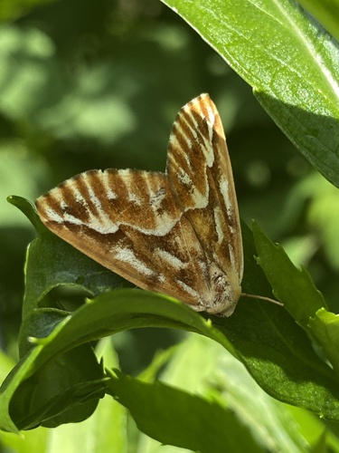 Northern Pine Looper Moth photo 6