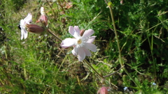 Melandrium