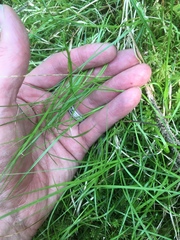 Carex trisperma