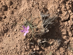Lygodesmia grandiflora