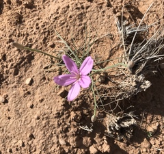 Lygodesmia grandiflora