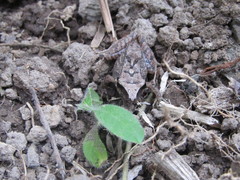 Pristimantis w-nigrum