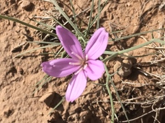 Lygodesmia grandiflora