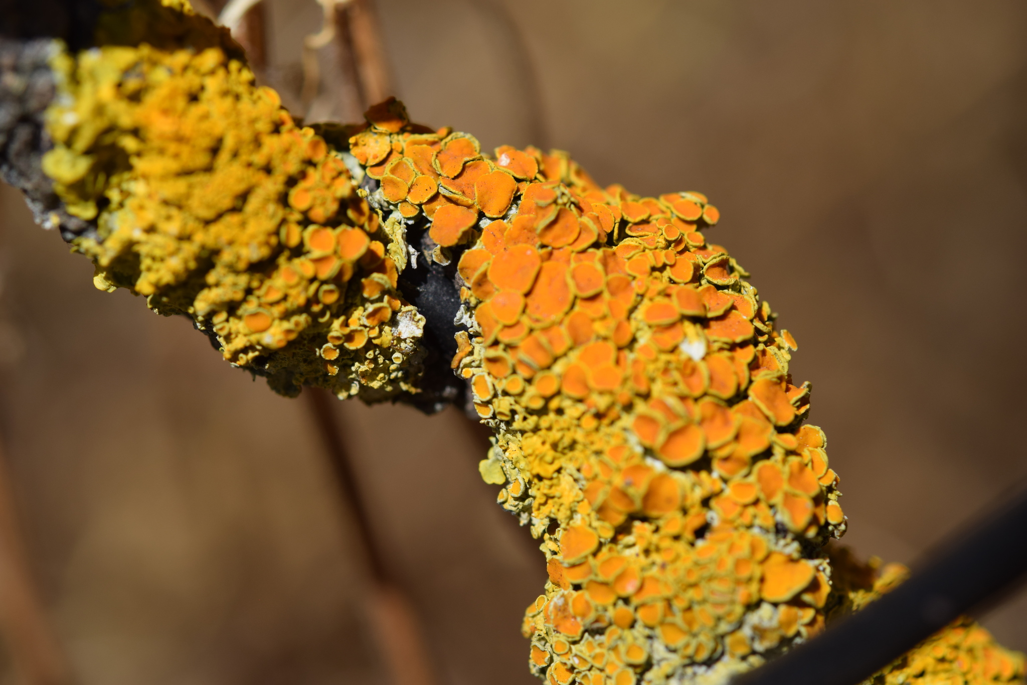 Teloschistaceae image