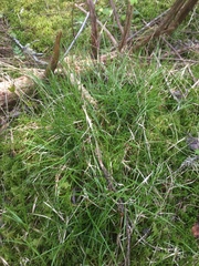 Carex trisperma