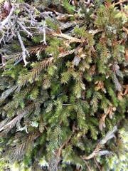 Selaginella wallacei image