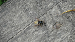 Temnostoma vespiforme