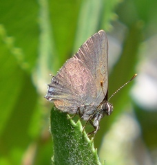 Satyrium auretorum