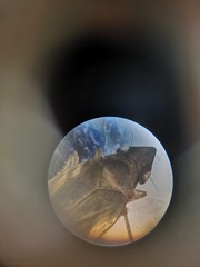 Cicadellidae